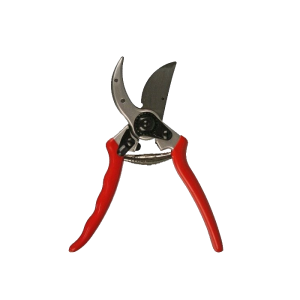 Rosen Schere